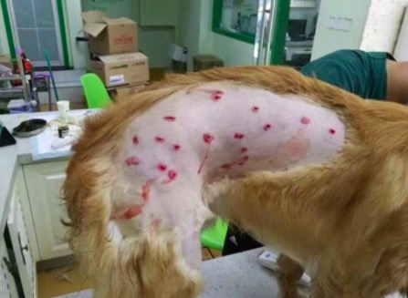 5月30日下午茶 - 金毛犬被机场工作人员打成重伤，2700万强力球中奖者“现身说法”