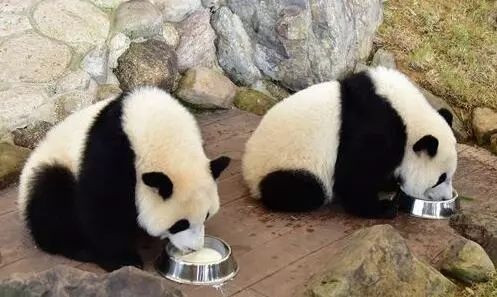 20171214panda10