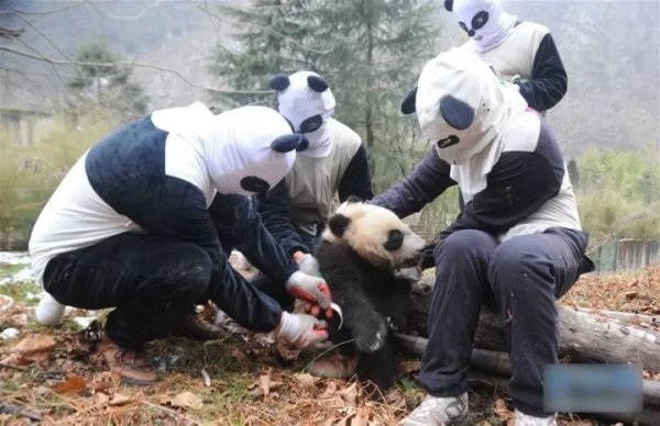20171214panda11