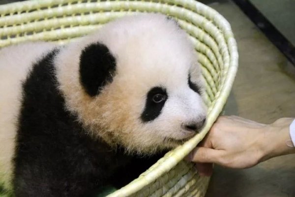 20171214panda12