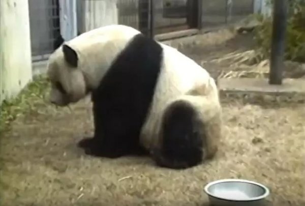 20171214panda5
