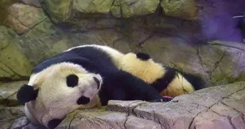 20171214panda6
