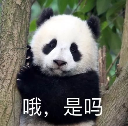 20171214panda8