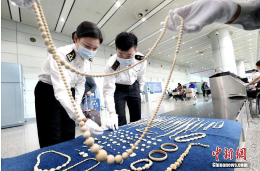 中国严打非法象牙交易，国际社会赞"最有力的一击"