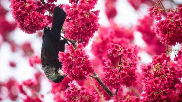 20190819 Cherry Blossom