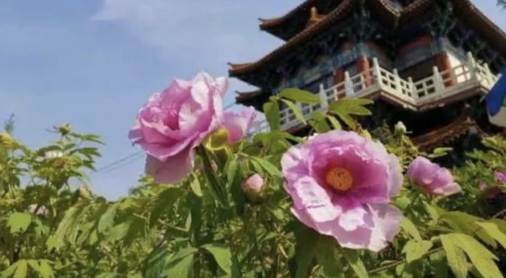 "国花"之战开打，你支持哪朵花代表中国？