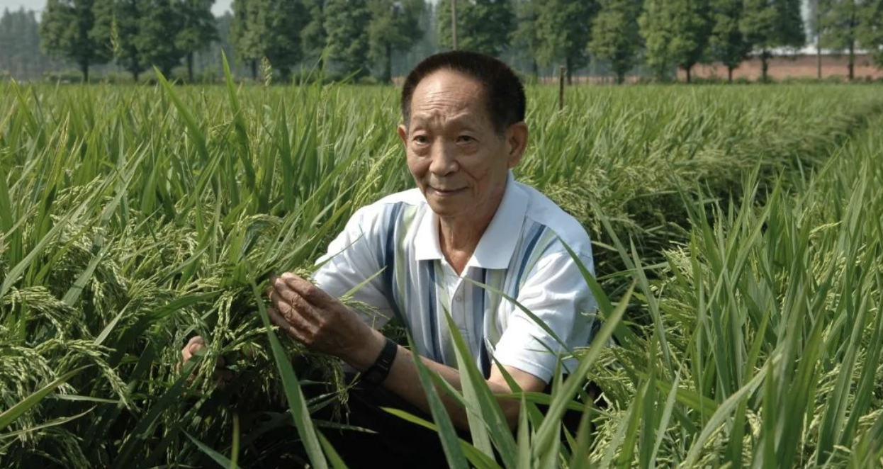 55年前，袁隆平这个"叛逆"结论，跨过"禁区"