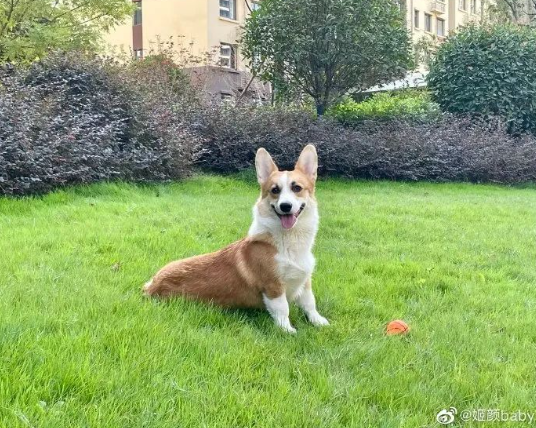 “你不听话，以后也这样！”男子砍杀柯基威胁妻子，警方妇联已介入
