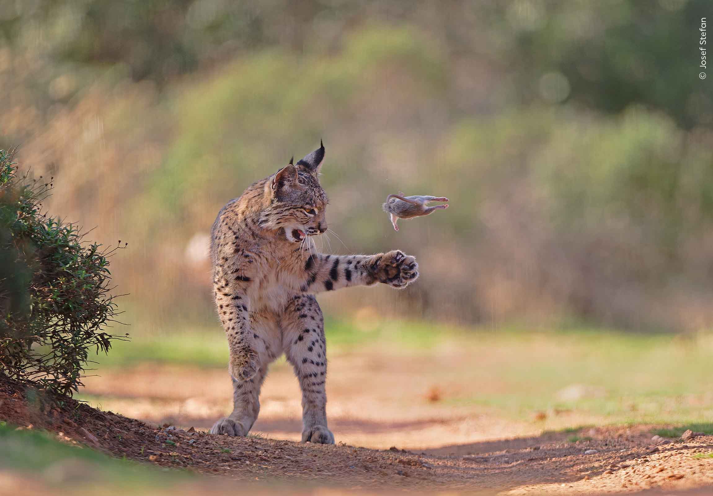 An Iberian lynx throws a dead rodent up into the air as it plays with its catch before eating it.