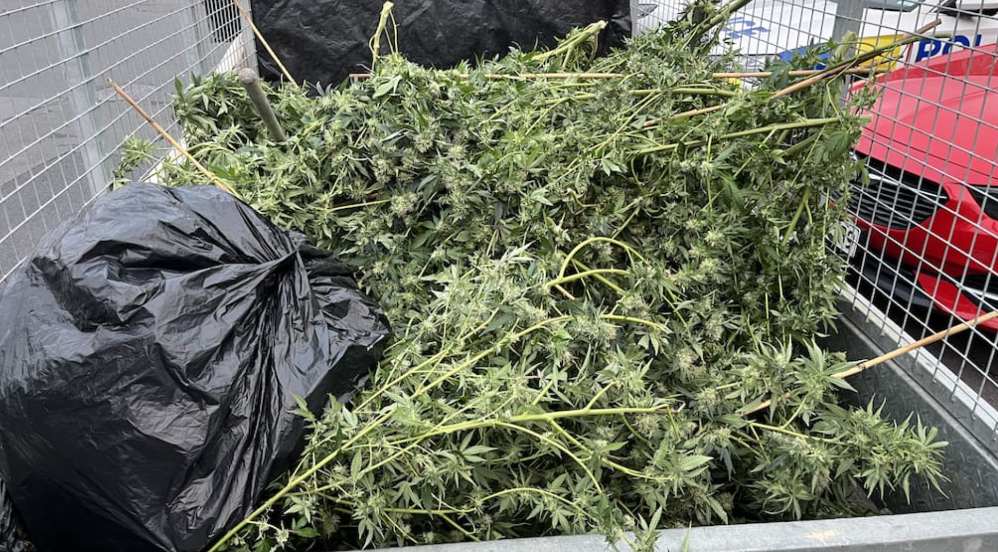 一闻就知道！奥克兰警方截获整车大麻，四名男子遮掩失败被捕