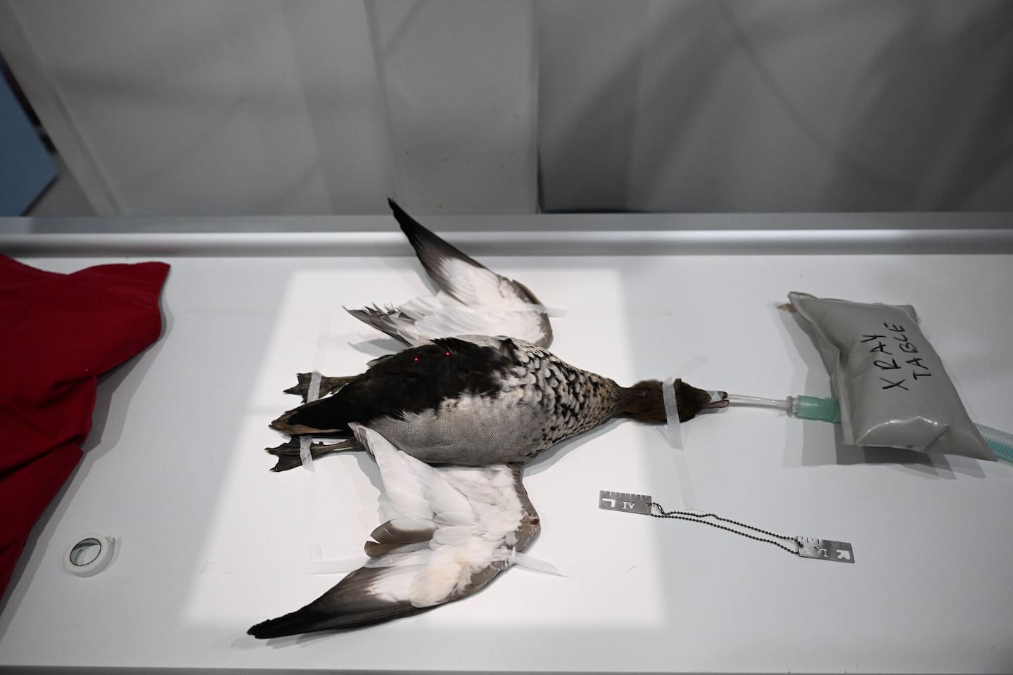 The strain previously killed thousands of seals and penguins on sub-Antarctic Australian islands. Photo / Getty Images