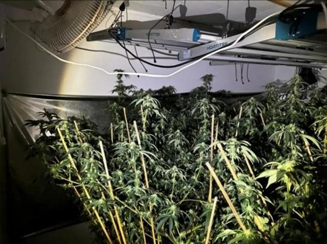 新西兰多个出租屋秒变大麻种植房,亏损十万起步!
