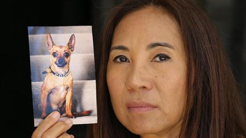 现实版忠犬八公：澳洲宠物狗勇斗毒蛇救华裔主人