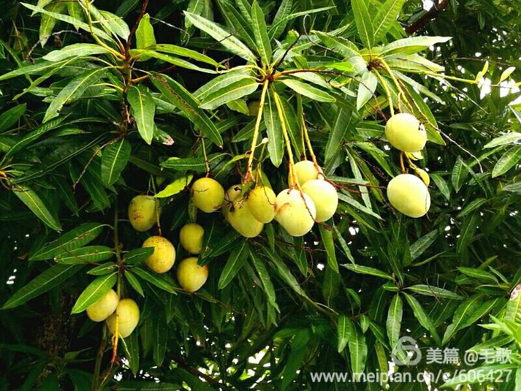【毛歌】天光村：关于轮回的幸福说明