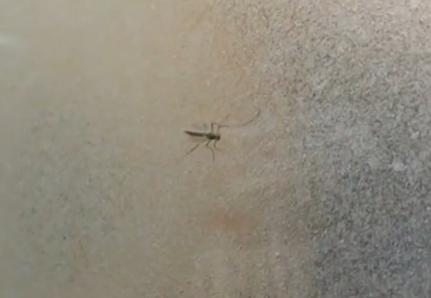 游客丽江住客栈被蚊子咬醒 店家：是宠物 熏死一只赔100