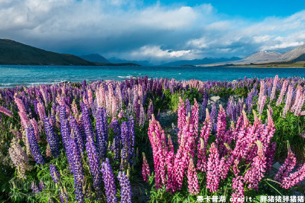 北半球秋意渐浓，新西兰花好正当时