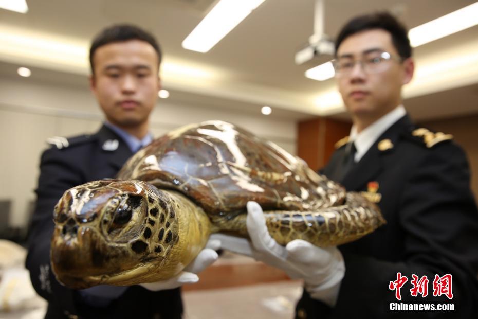 大连海关查获走私动物制品 包括鲸鱼牙