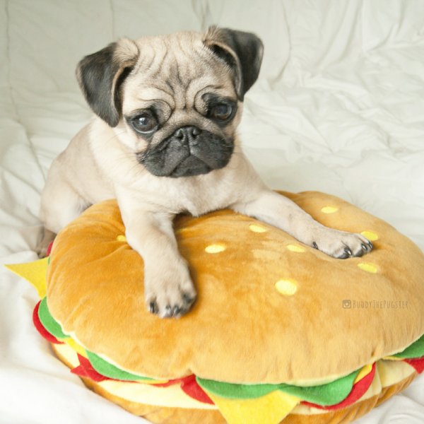BuddyThePugster 1