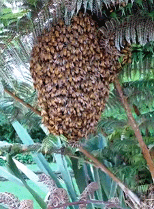 GIF beehive