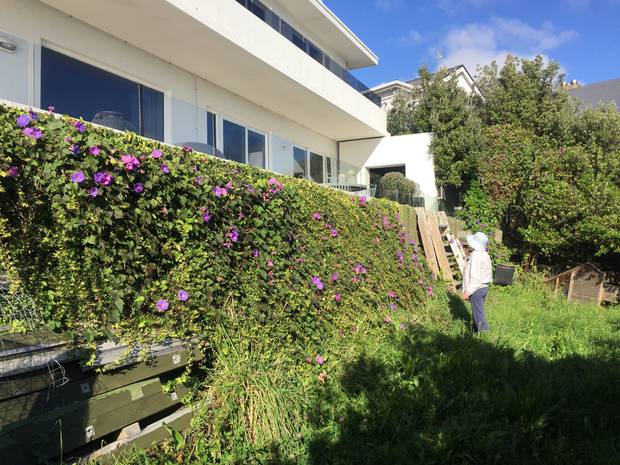 新西兰典型邻里纠纷：“遮挡我百万海景？跟你拼了！”“谁说海景是你的！”