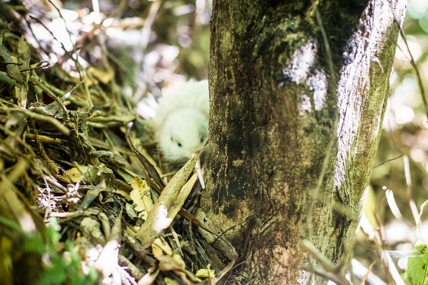 GettyImages 465305600white kiwi