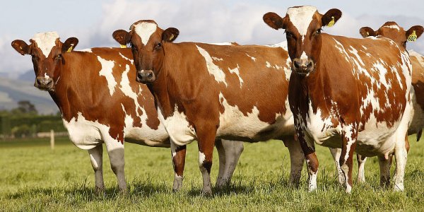 dairy dairy