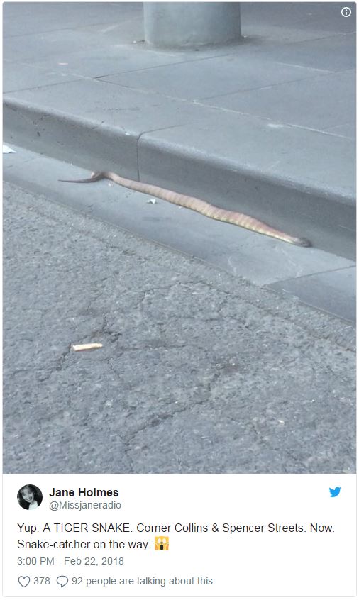 Rogue snake 2018022302