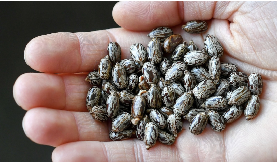 快讯！美国截获寄给特朗普的毒包裹