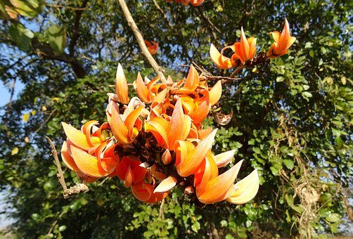 Taranaki flower 1943248 341