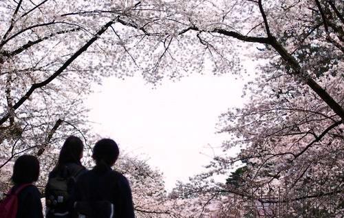 日本赏樱胜地现“心形樱花” 人气爆棚