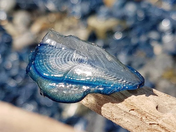 Velella wash up 2017101502