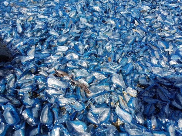 Velella wash up 2017101503