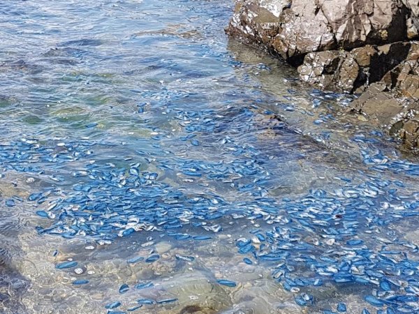 Velella wash up 2017101504