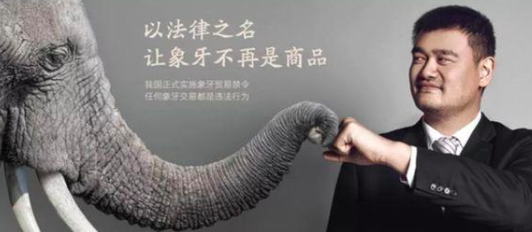 中国人不再迷恋象牙了！美媒：中国全面禁贸象牙发挥积极作用