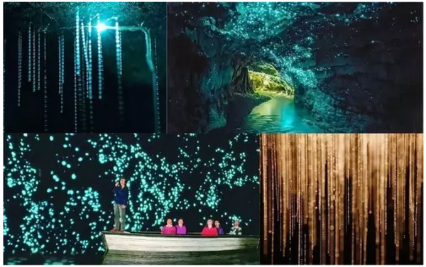 Waitomo Glowworm Caves 122