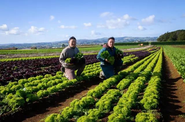 【慢生快活】华人移民后代抱得澳洲大奖 一个关于蔬菜种植的故事：家族企业，兄弟联手，第4代人正在接力