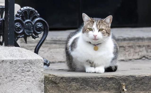 不好！御猫危险！新首相刚上任，唐宁街就要上演“宫斗”恶战了？