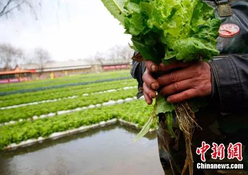 好日子是“种”出来的 华人在海外点亮种菜技能