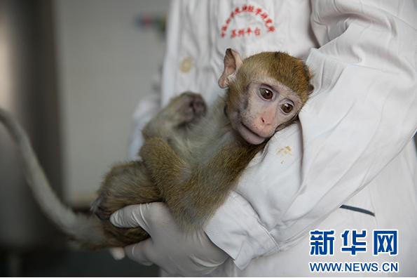 世界首批体细胞克隆疾病模型猴在中国诞生