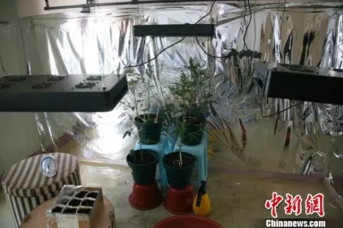 海外“大麻合法化”，华人你怕了吗？