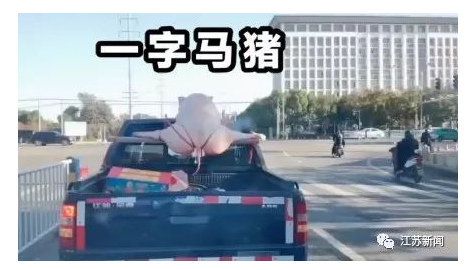 大肥猪劈叉趴上车顶，网友：看久了还挺妖娆！警方却说…