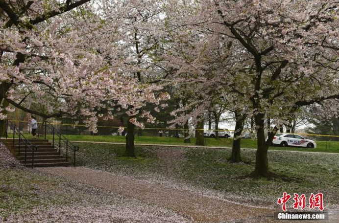 美国华盛顿颁布“居家令” 违规外出者最高罚5000美元