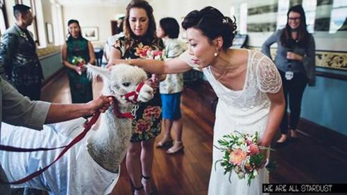 羊驼携婚戒出场 澳大利亚华人新娘美梦成真