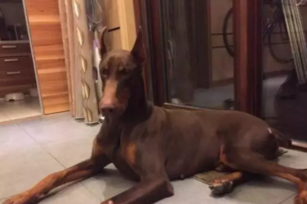 another dog