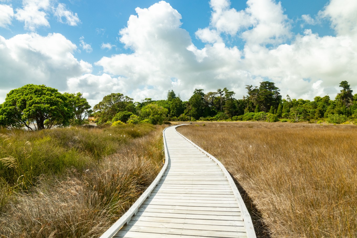 awhitu-regional-park-boardwalk