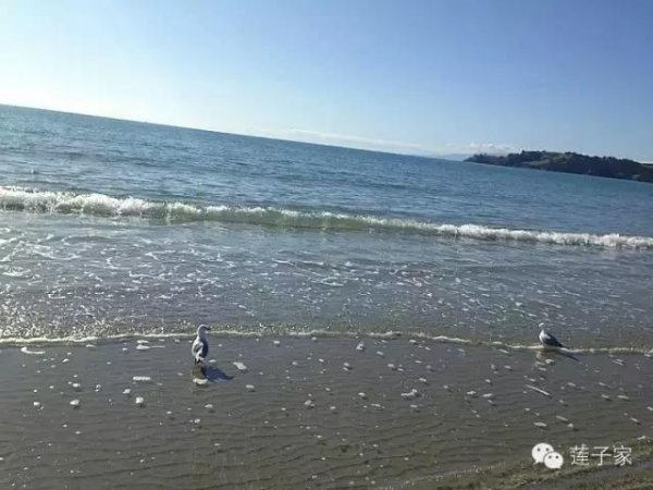 beachee