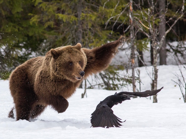 bear