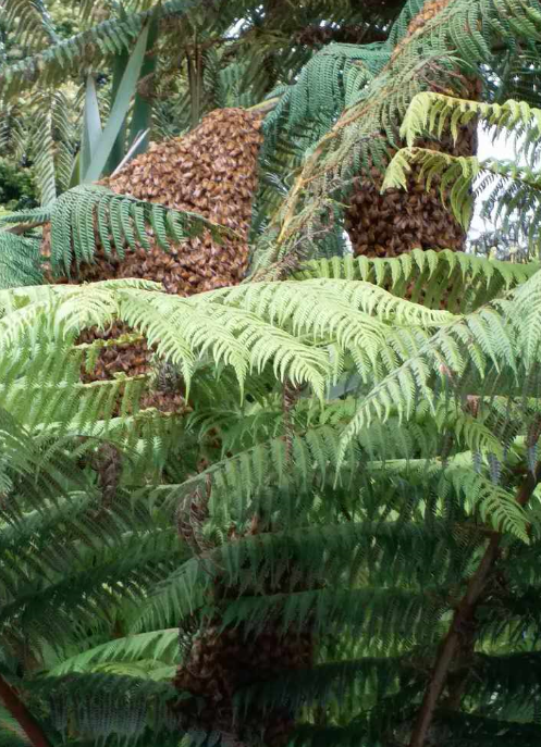 bee hive