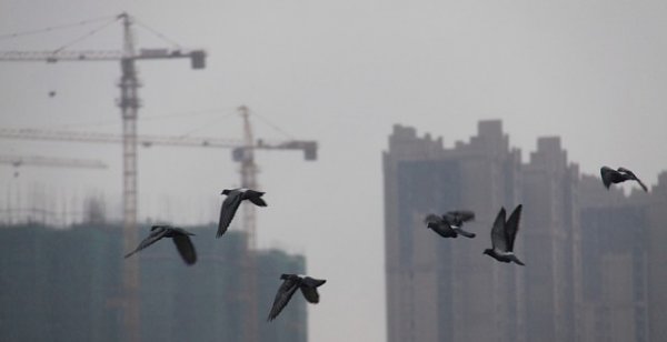 birds 560830 640