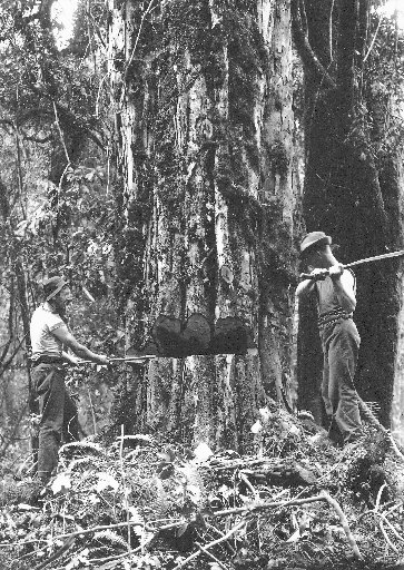 bushmen
